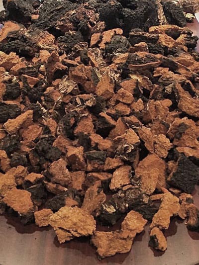 Chaga Mushrooms